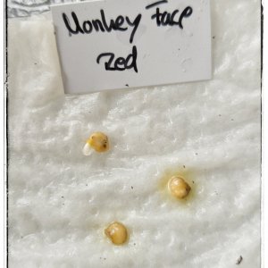 Gekeimt Monkey Face Red