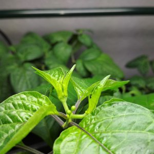 Bhut Orange Copenhagen - Knospen