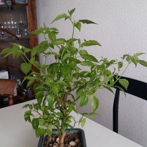 Stand 24.3.: Lemon Drop Bonchi vorher vorne
