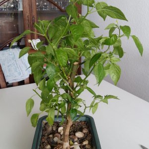 Stand 24.3.: Lemon Drop Bonchi nachher vorne