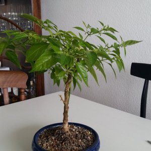Stand 24.3.: Golden Limon Bonchi vorher vorne