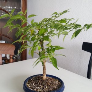 Stand 24.3.: Golden Limon Bonchi vorher hinten