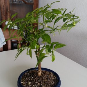 Stand 24.3.: Golden Limon Bonchi nachher hinten