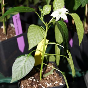 dummes Dinge, Aji Panca