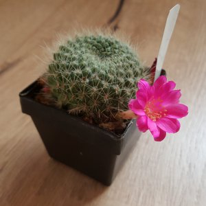 Kaktusblüte 30.03.19