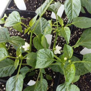 Die Fresno der ihre Blüten