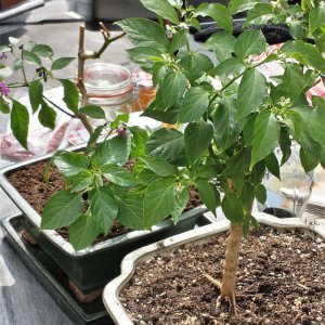 3. Oberhausener Chili-Basar, 06.04.2019