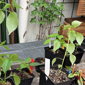 3. Oberhausener Chili-Basar, 06.04.2019