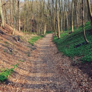 Bärlauch: Süd- vs. Nordhang (rechts)