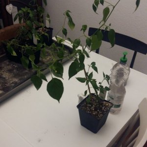 Stand 12.4.: Aji Guyana