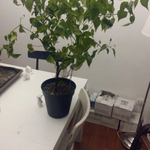 Stand 12.4.: Aji Rojuco