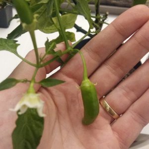 Stand 12.4.: Aji Rojuco Beeren