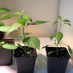 IMG_3547 2.jpg