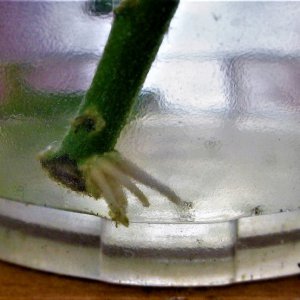 Steckling mini Rocoto