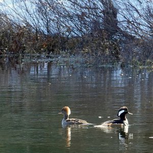 Hooded Merganser