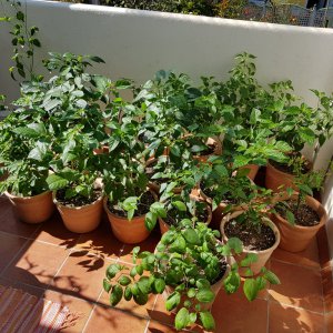 20190420_105045-sonnenbad.jpg