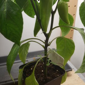 Kapia Paprika 24.06.