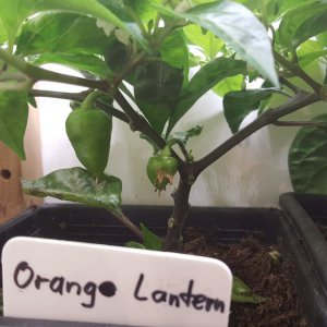 Orange Lantern 24.06.