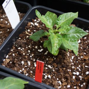 7Pot_BGWhite.JPG