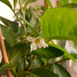 Pepino Blüte