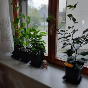 Fensterbank 29.4