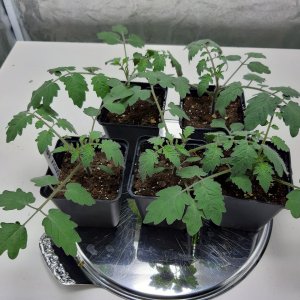 Tomaten 29.4