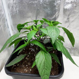 Serrano Purple 29.4