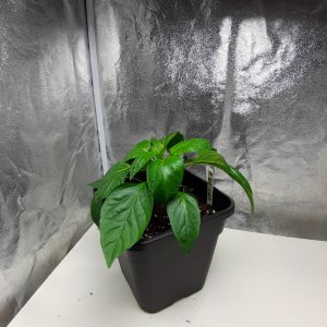 Polnischer Riesengemüsepaprika 29.4