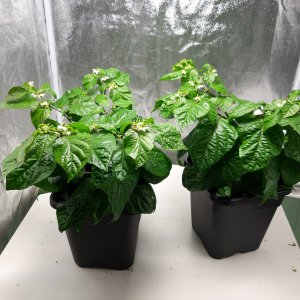 Scotch Bonnet MOA 29.4