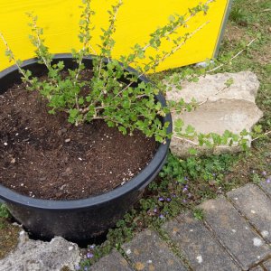Abschied vor den Osterferien, 12.4.: Stachelbeere