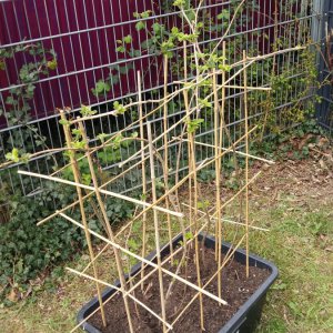 Abschied vor den Osterferien, 12.4.: Himbeere