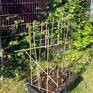 Wiedersehen nach den Osterferien, 29.4.: Himbeere