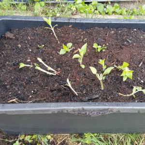 29.4.: Topinamburs am Start