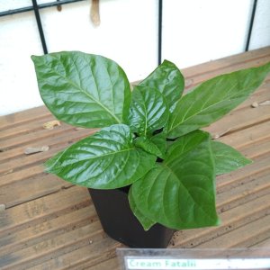 Cream_fatalii_1b.jpg