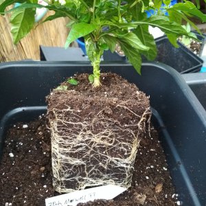 7Pot__Maxwell_A1.jpg