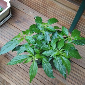 7Pot_Maxwell_F7b.jpg