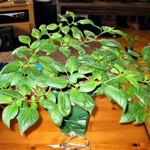mini Rocoto