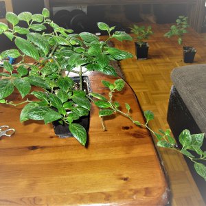 mini Rocoto