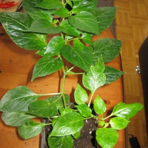 IMG_0037.JPG