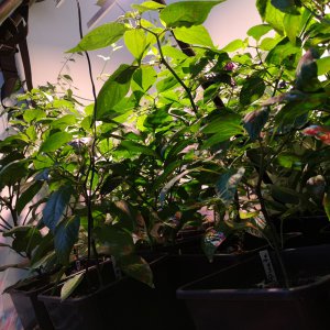 190502_Chili5