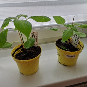 190502_Chili6