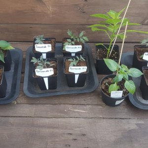 Tomaten 02.05.19