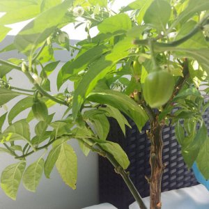 Stand 4.5.: Golden Limon Bonchi trägt auch