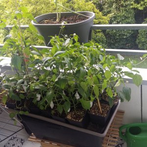 Stand 4.5.: Chilijungle sonnt sich