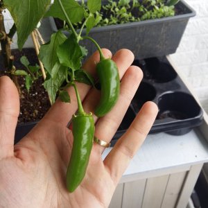 Stand 4.5.: Aji Rojuco Böller