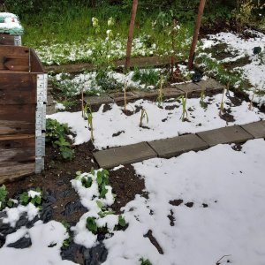 Mais im Schnee