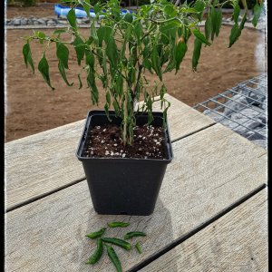 Not Tabasco
