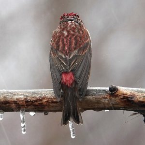 Purple Finch