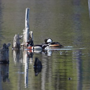 Wood ducks
