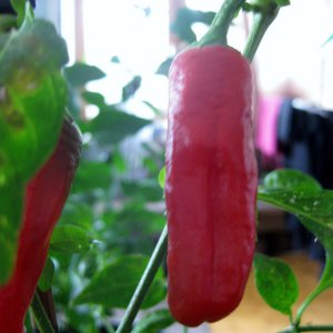 Cayenne????